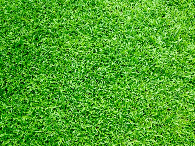 Top Dressing